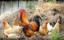 Домашні птиці (кури) як цінний генетичний ресурс